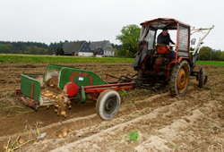 Thiele-Schenke-Kartoffelernte