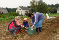 Thiele-Schenke-Kartoffelernte