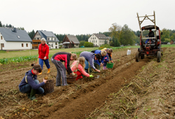 Thiele-Schenke-Kartoffelernte