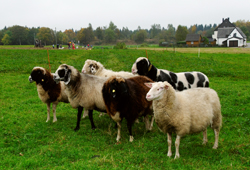 Thiele-Schenke-Nachschub für den Teller